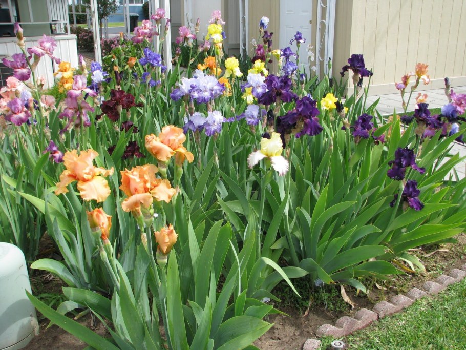 Ирис Сибирский в ландшафте