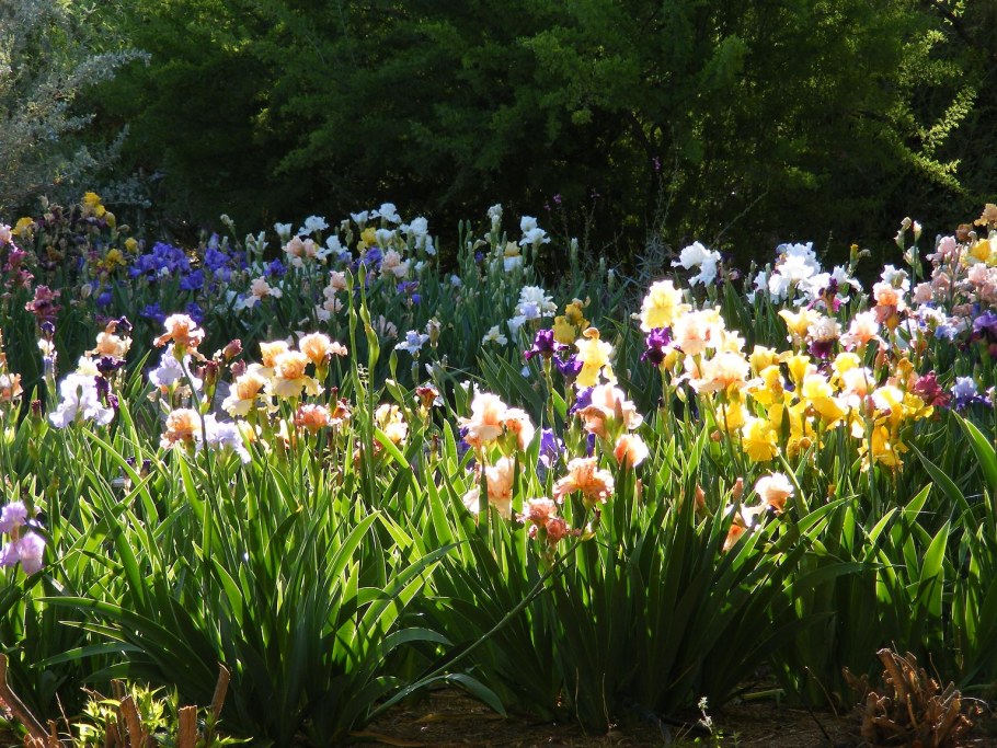 Ирисы Тодорова