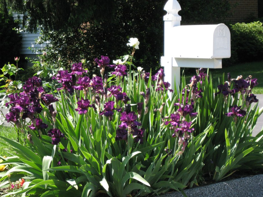 Водный сад ирисов Савара Япония