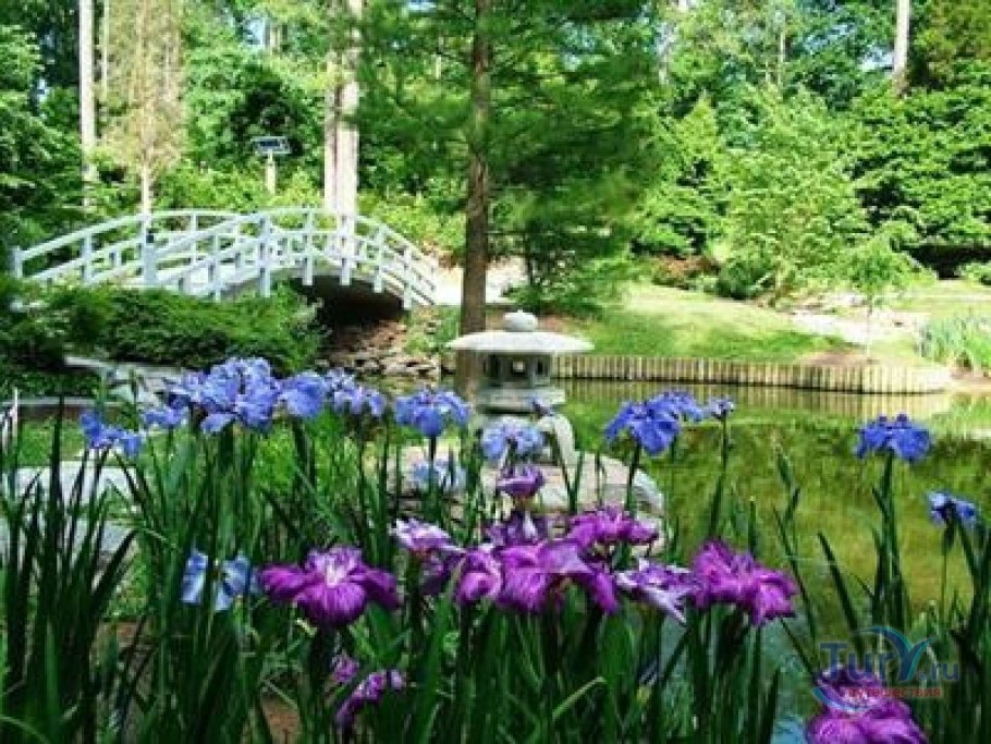 Ирис Сибирский в цветнике