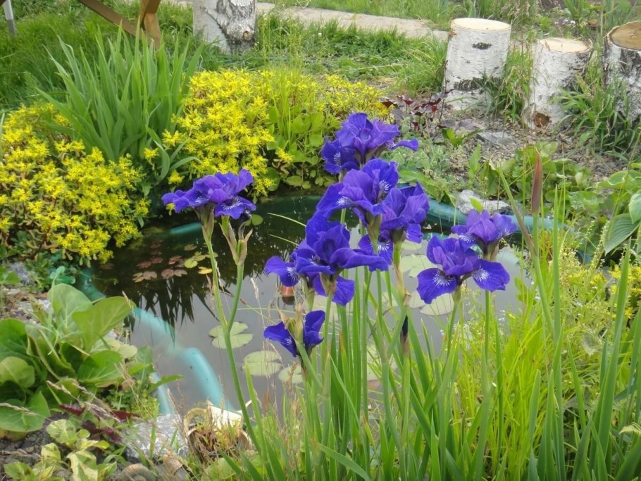 Ирис Сибирский болотный