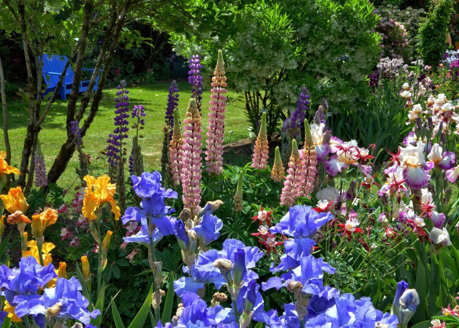 Ирисы бородатые клумба
