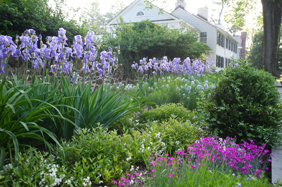Гортензии и ирисы на клумбе