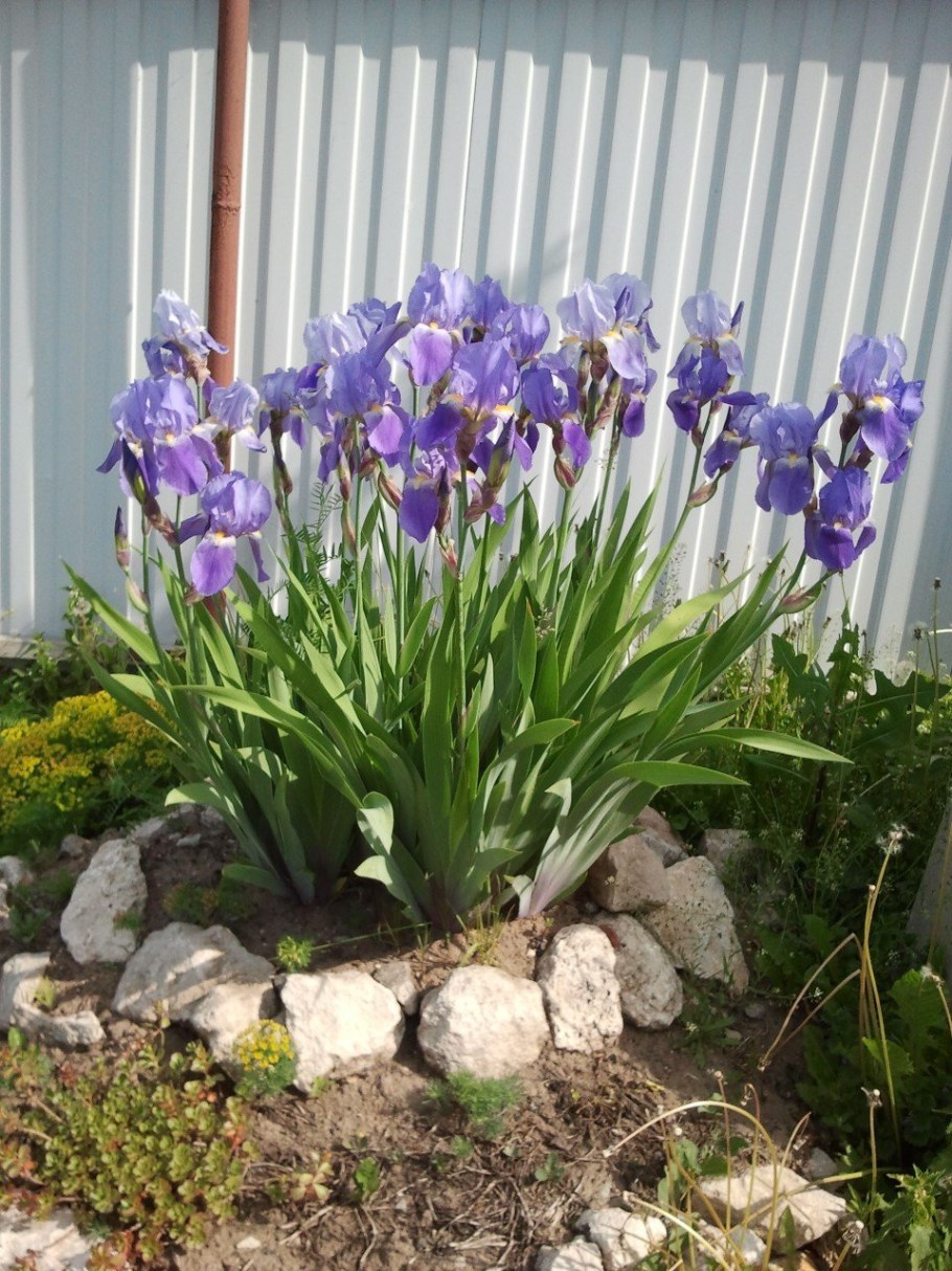 Ирисы бородатые клумба
