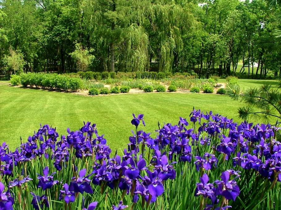 Ирисы в миксбордере