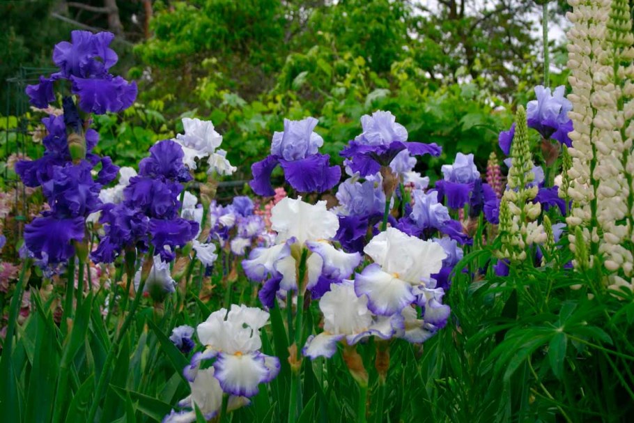 Канна рабатка