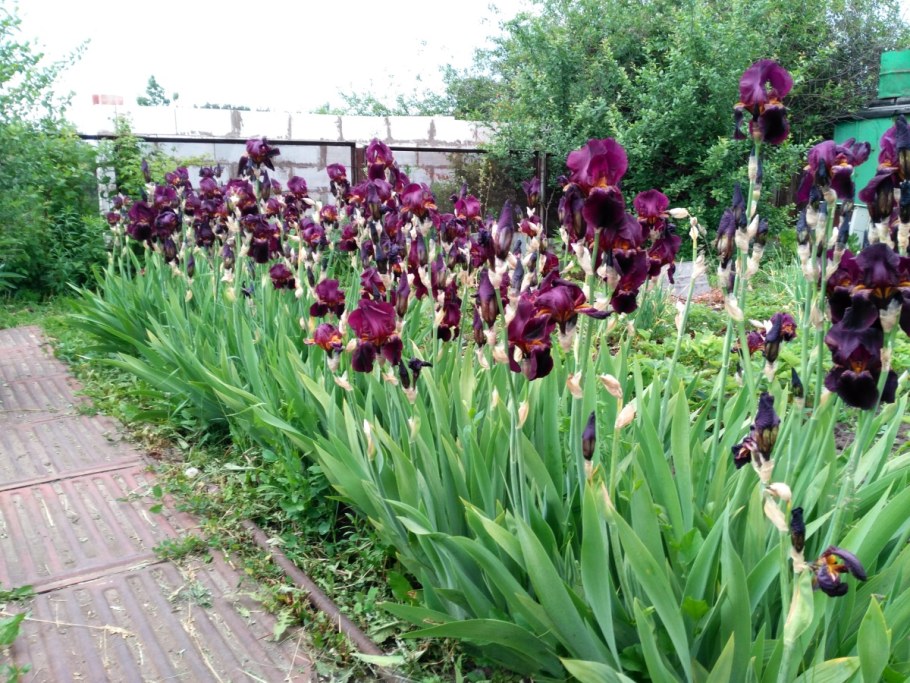 Иридарий садик ирисов