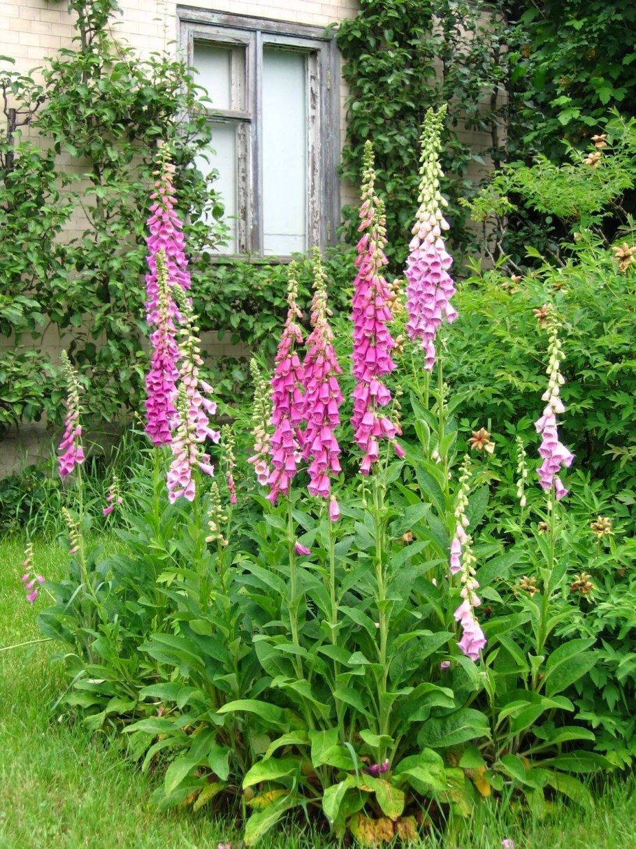 Наперстянка многолетняя пурпурная