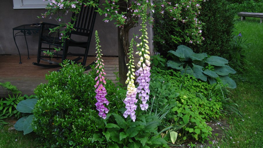 Люпин многолистный Lupinus Red Shades