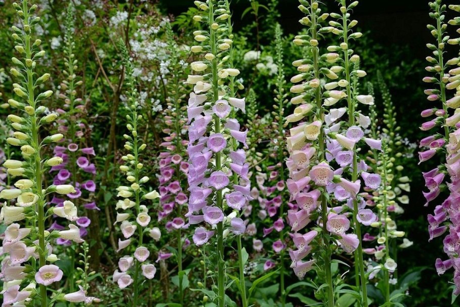 Наперстянка компаньоны