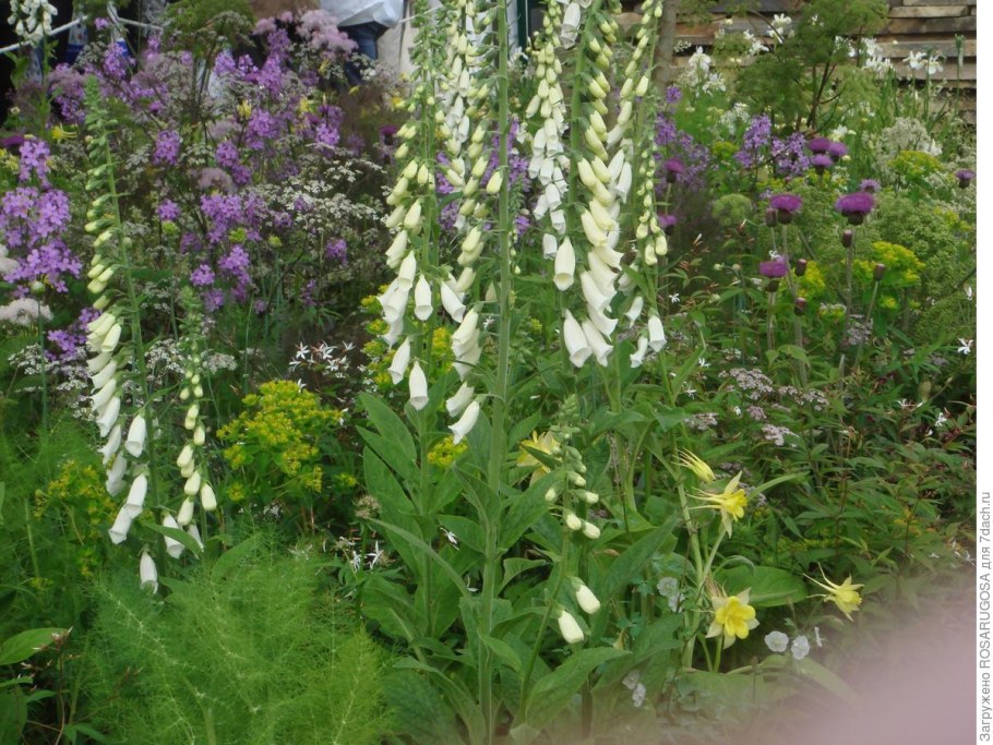 Мальва в миксбордере