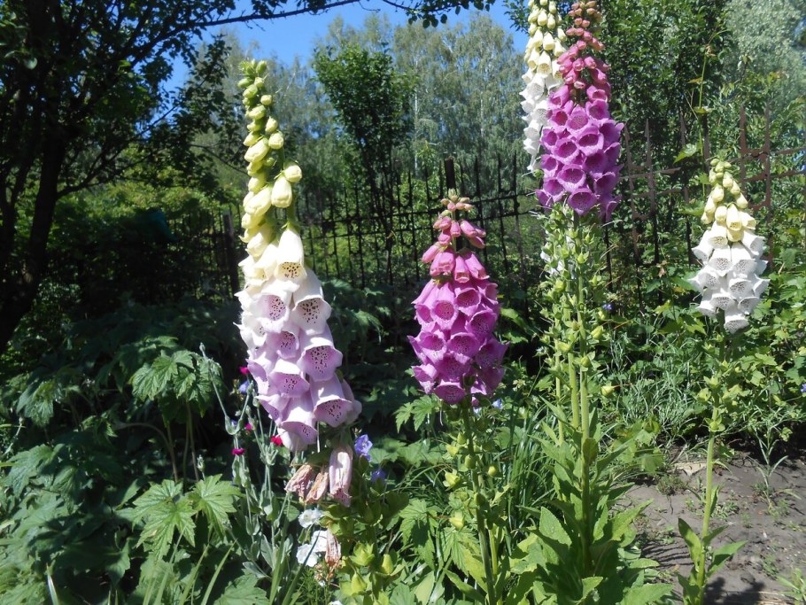 Гавриш наперстянка Эксельсиор