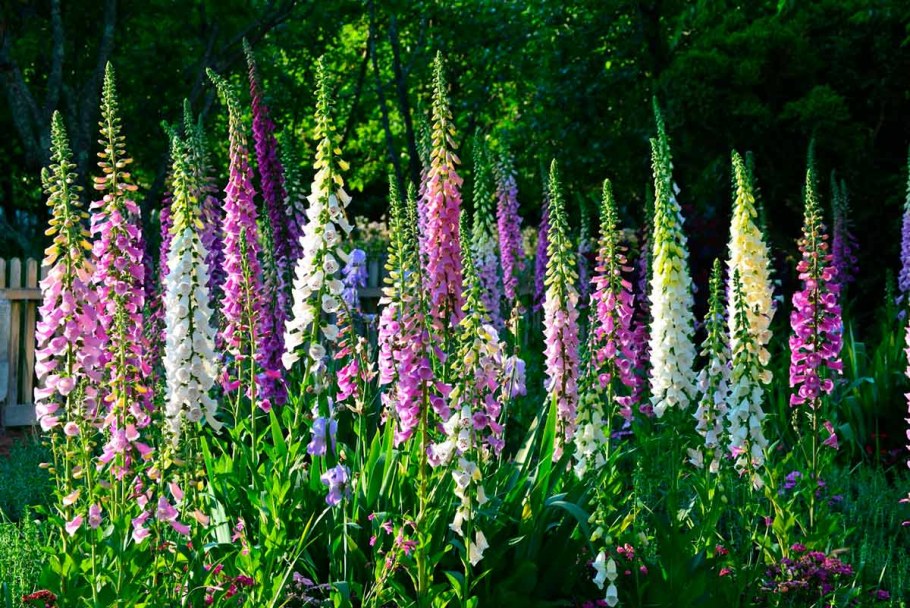 Наперстянка Эксельсиор смесь