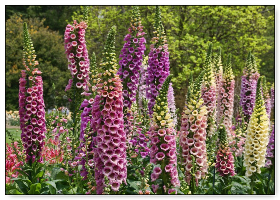 Дельфиниум Королевский шпиль