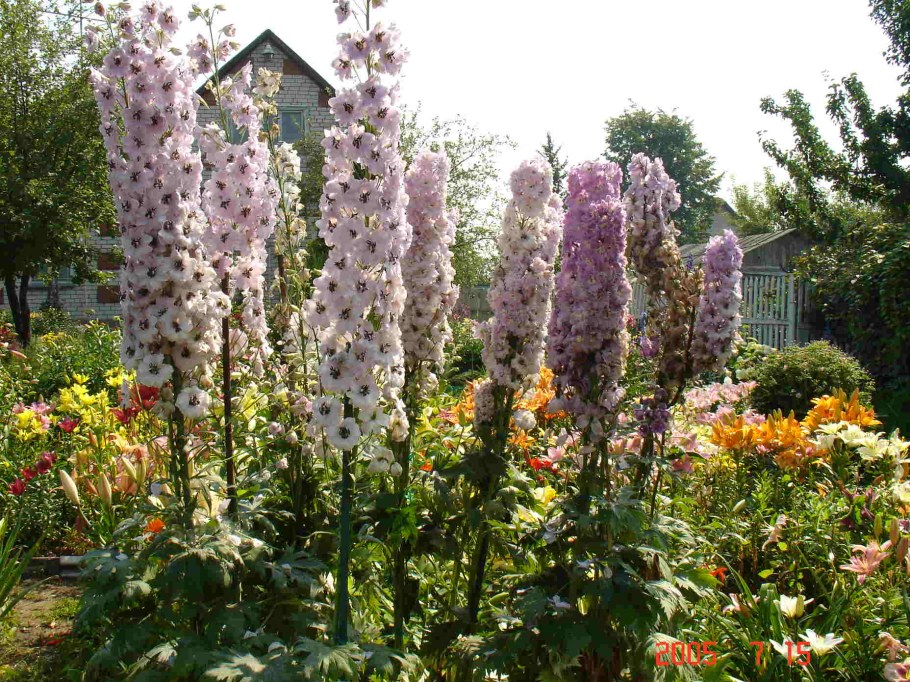 Миксбордер лилейник ирисы