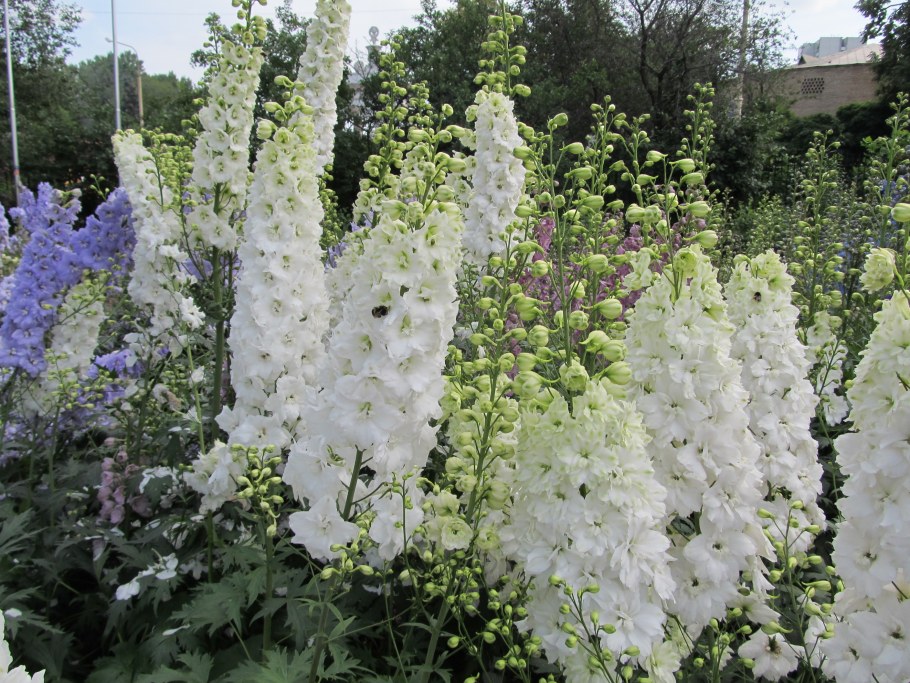Королевская наперстянка