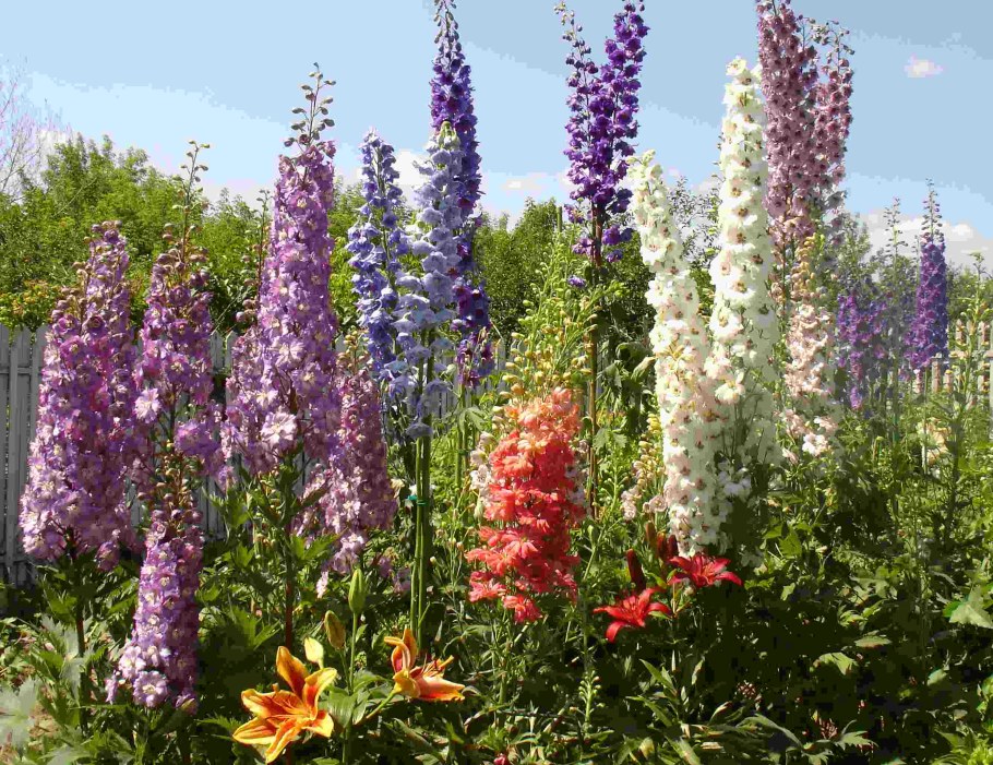 Люпин многолистный в клумбе