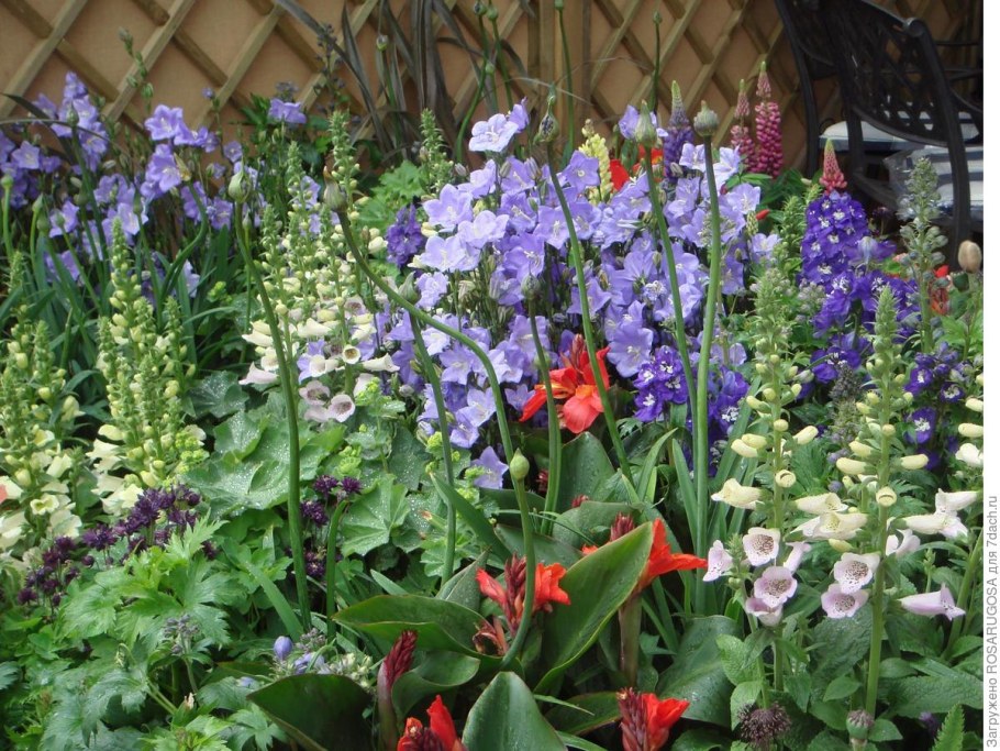 Дельфиниум многолетник