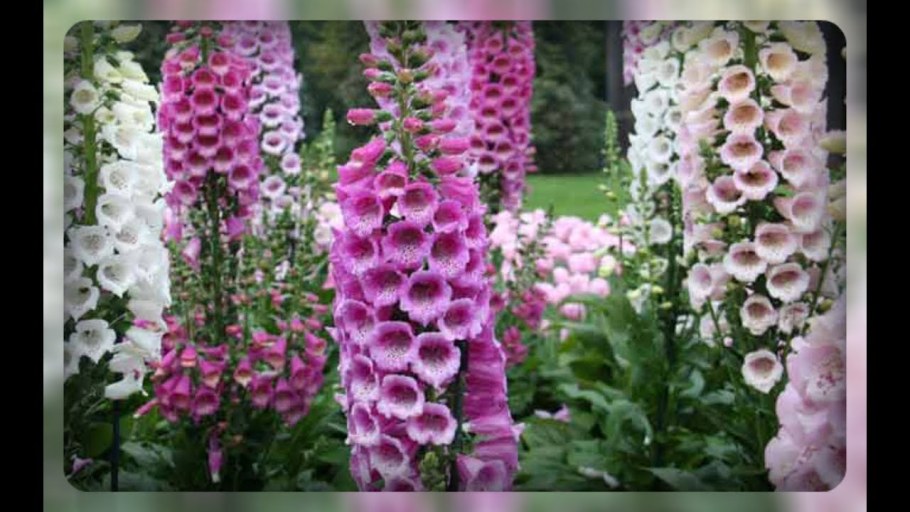 Наперстянка пурпуровая