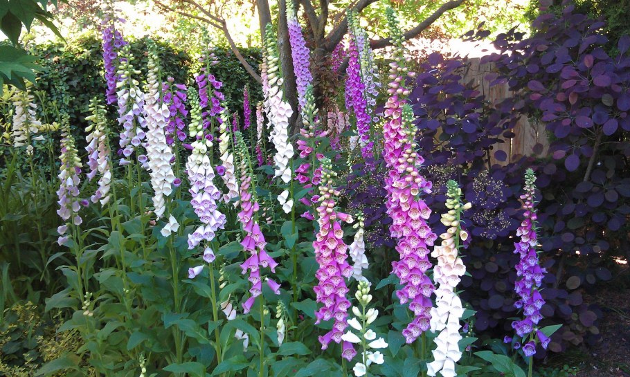 Наперстянка пурпурная Summer King