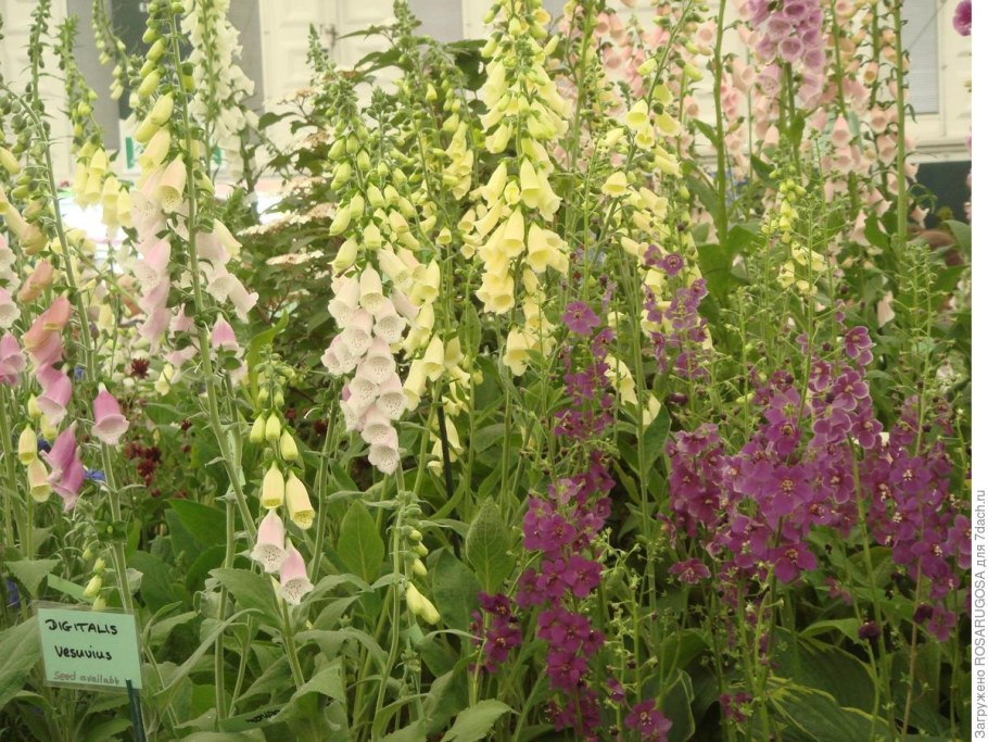 Наперстянка карлик красный