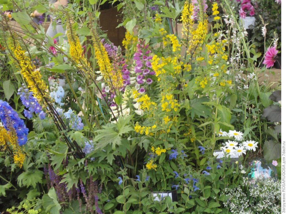 Наперстянка карликовая