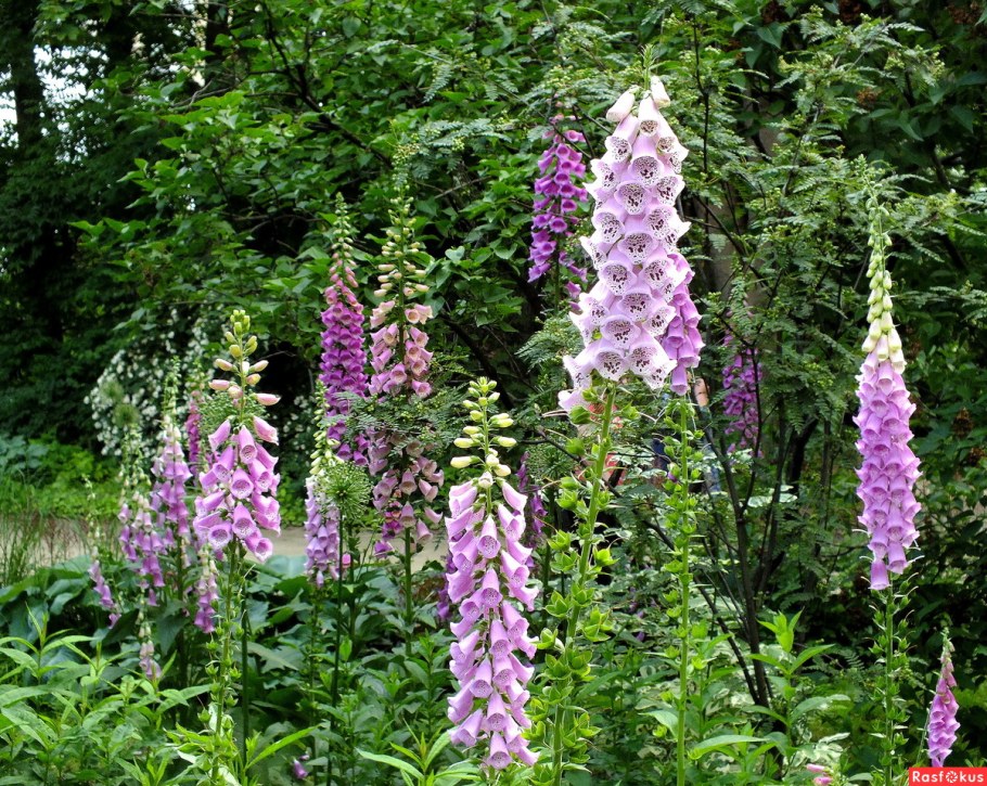 Наперстянка Гавриш