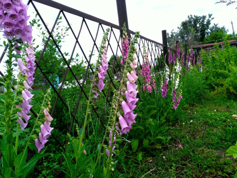 Дигиталис наперстянка