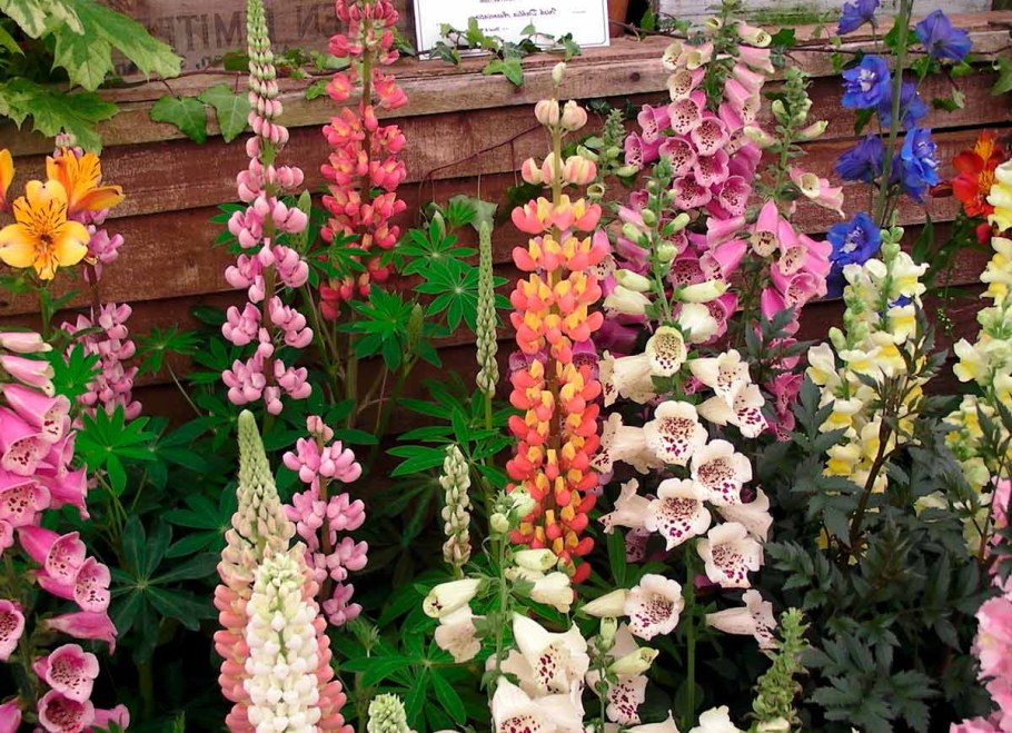 Цветы семена многолетние для дачи