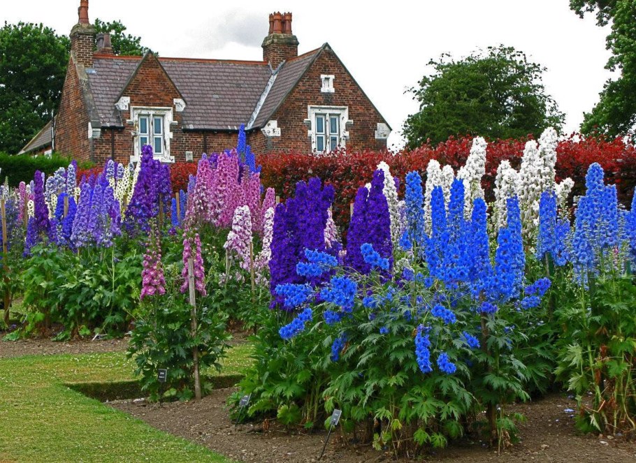 Миксбордер Гертруды Джекилл
