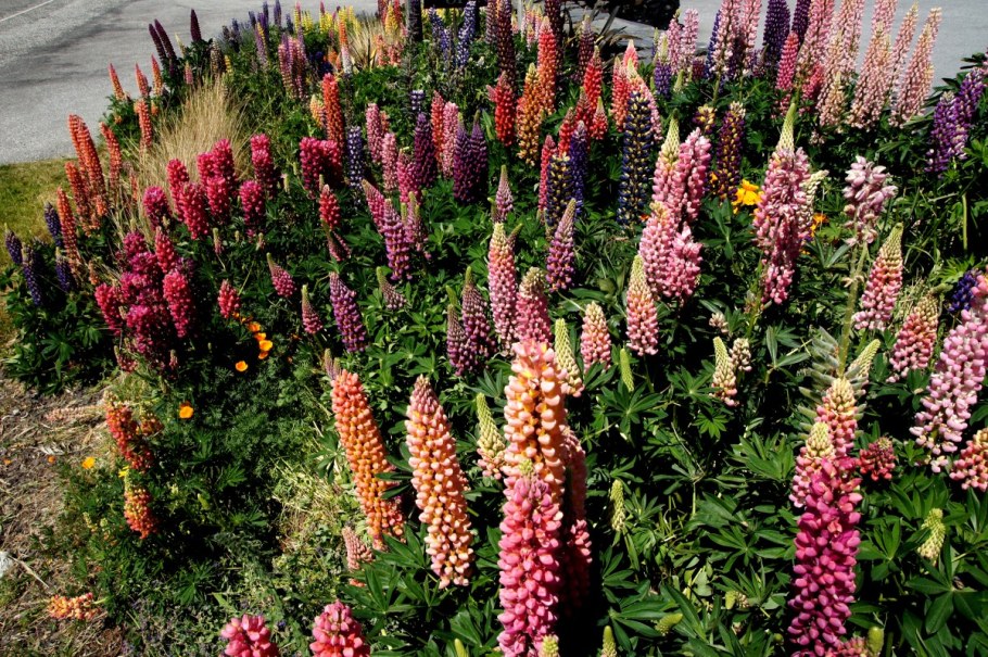 Дигиталис наперстянка