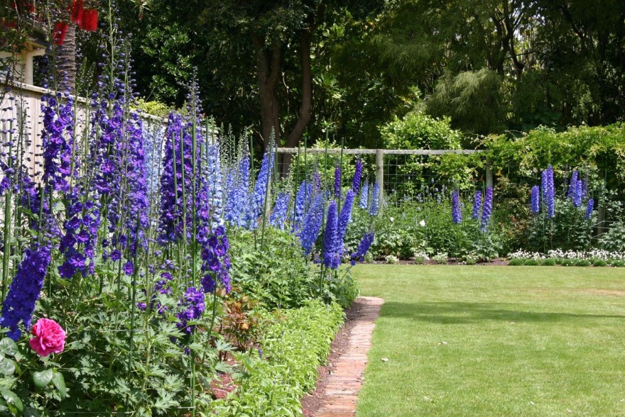 Наперстянка многолетняя