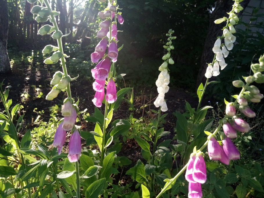 Наперстянка и Мальва
