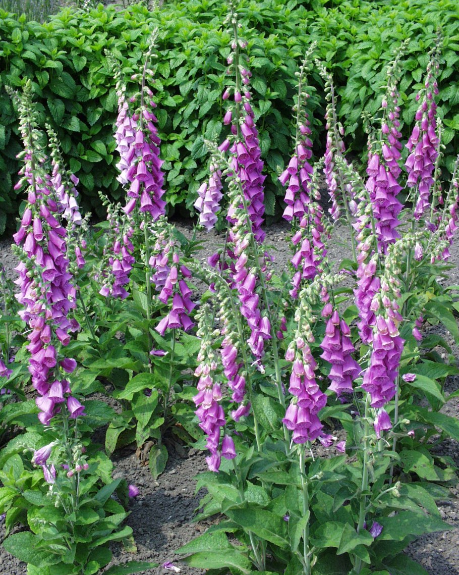 Наперстянка Берри Канари