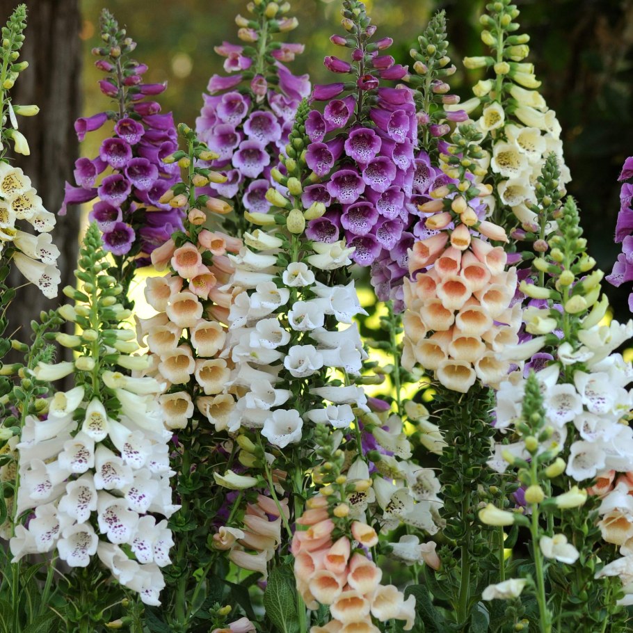 Миксбордер Гертруды Джекилл