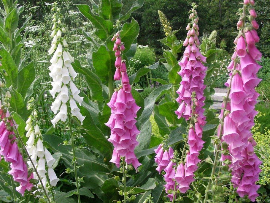 Наперстянка пурпурная Камелот