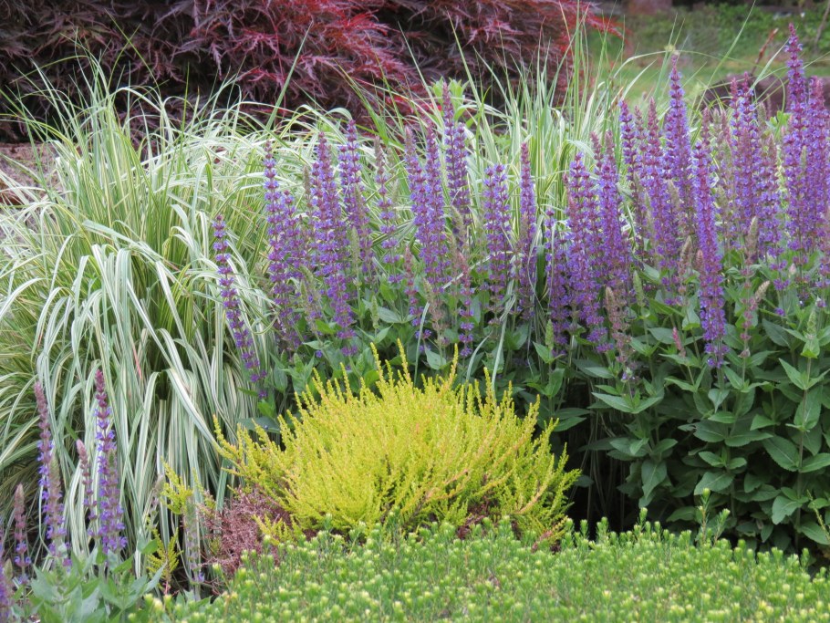 Люпин Вейник