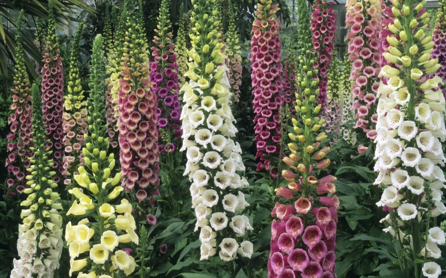 Наперстянка красная (пурпуровая)