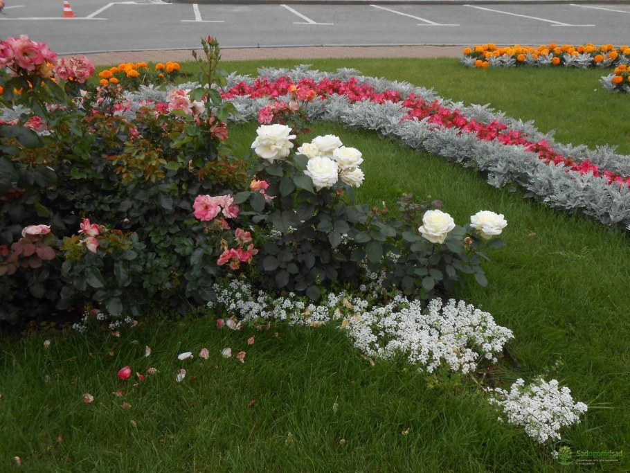 Почвопокровные розы в палисаднике