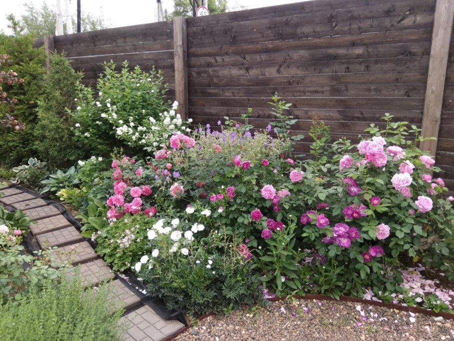 Почвопокровная роза с хвойниками