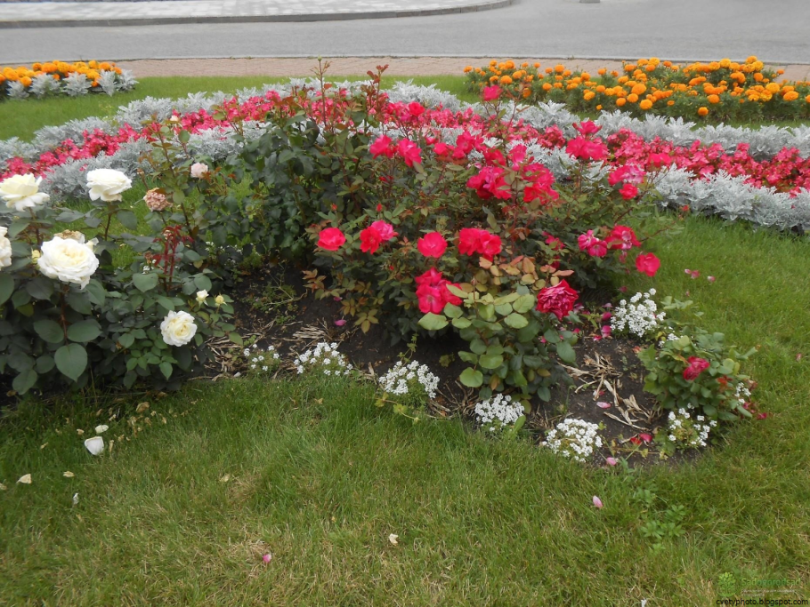 Рабатка в ландшафте