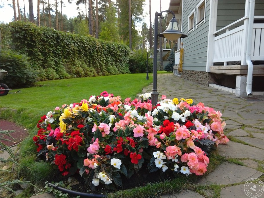Парковые розы рабатка