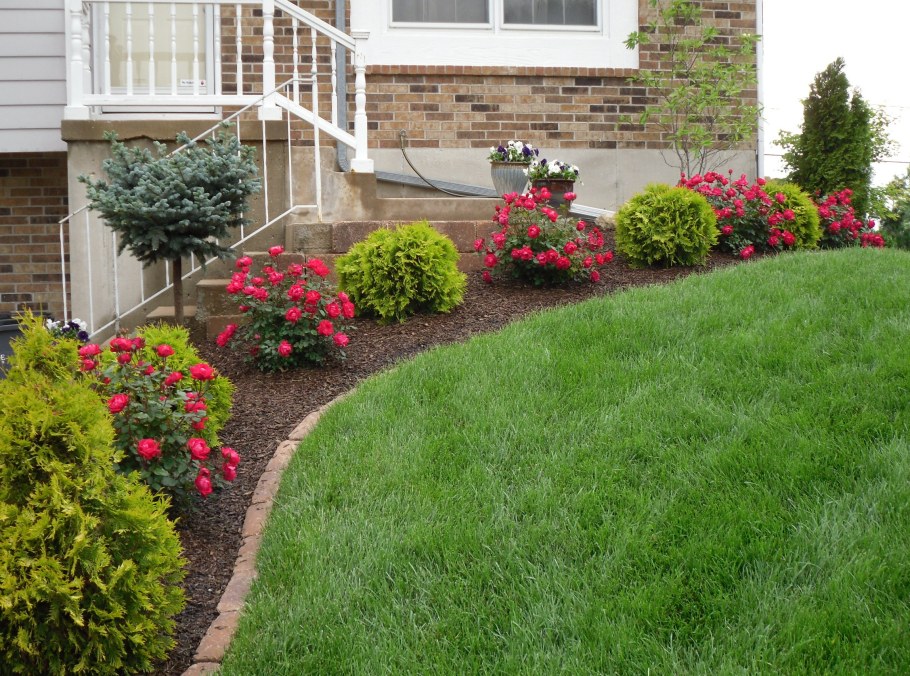 Георгины в миксбордере