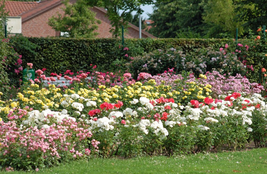 Роза Розария Югторсан