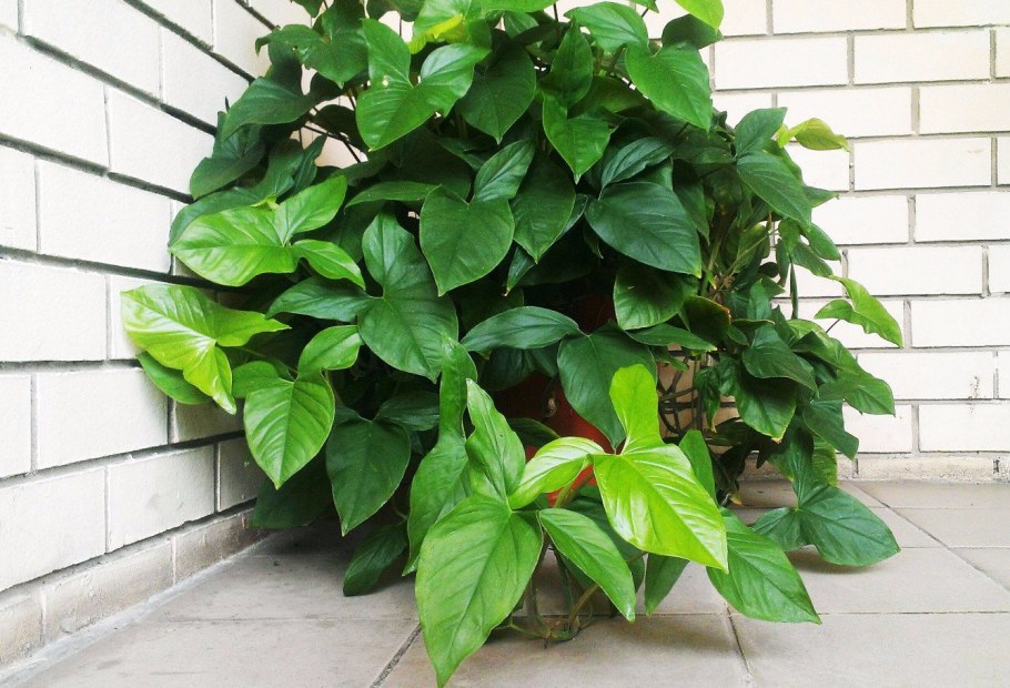 Филодендрон сквамиферум