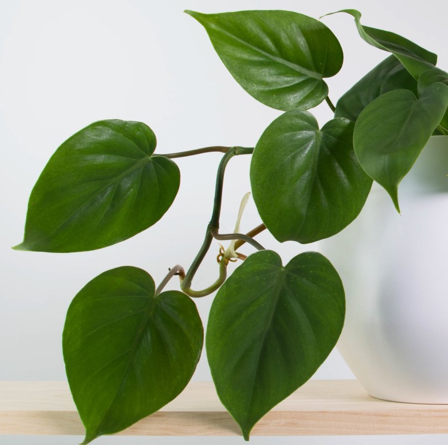 Филодендрон лазающий