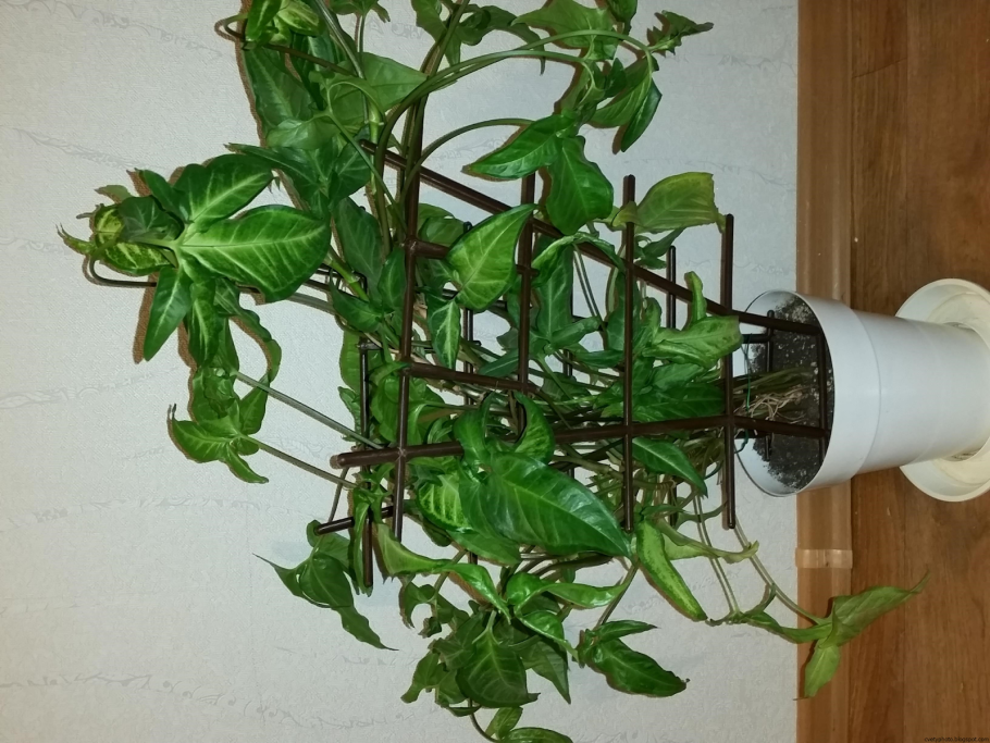 Эпипремнум моссток