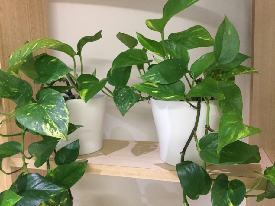 Сциндапсус Голден Квин