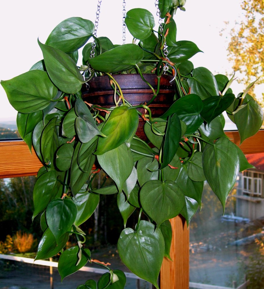 Лиана сциндапсус