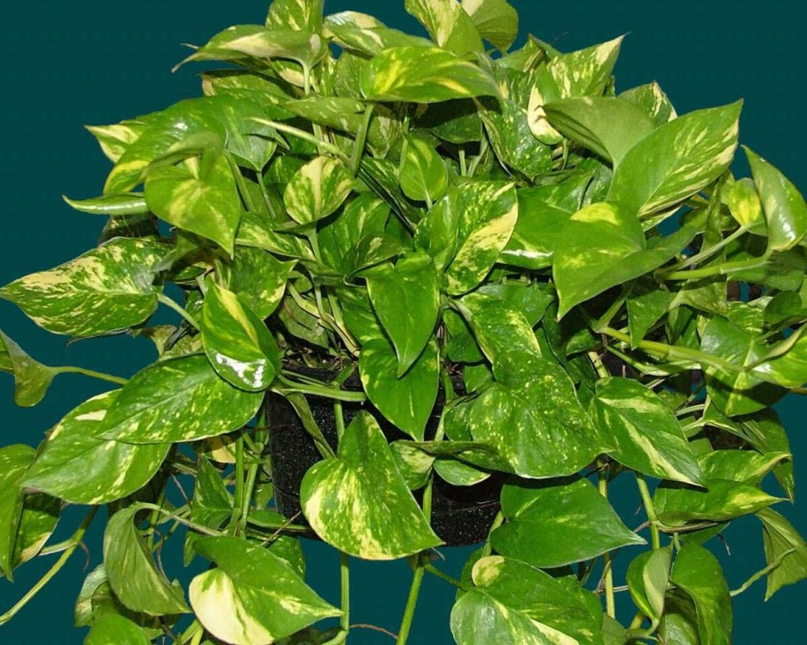 Филодендрон зеленый лазающий